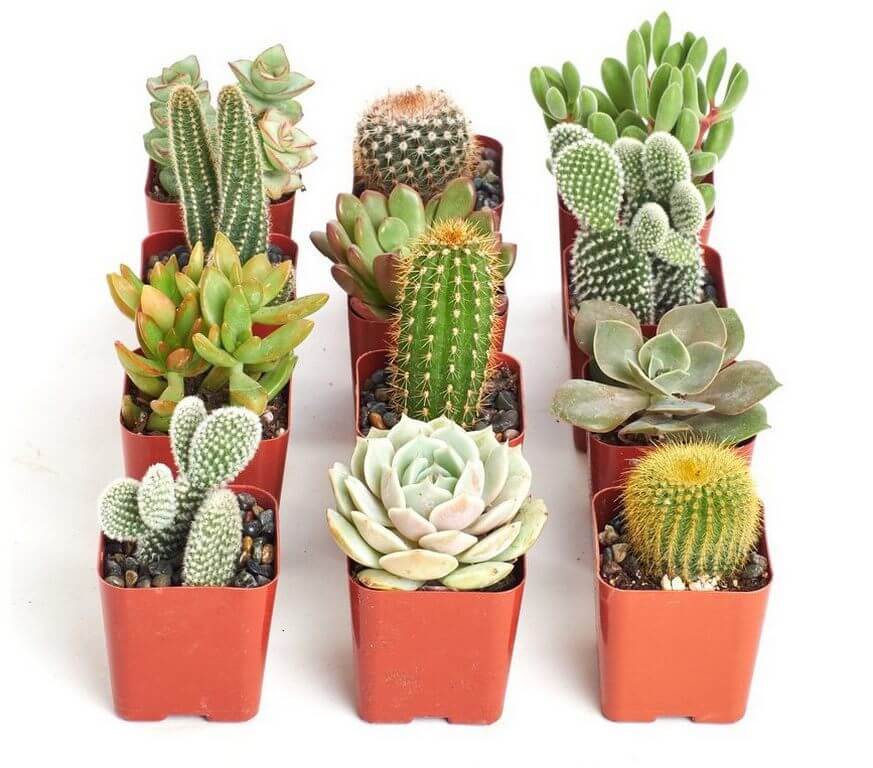 SUCCULENTS & CACTUS
