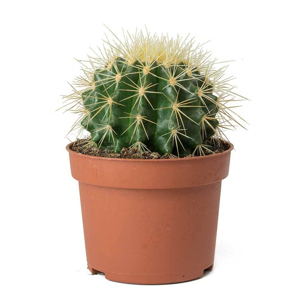 SUCCULENTS & CACTUS