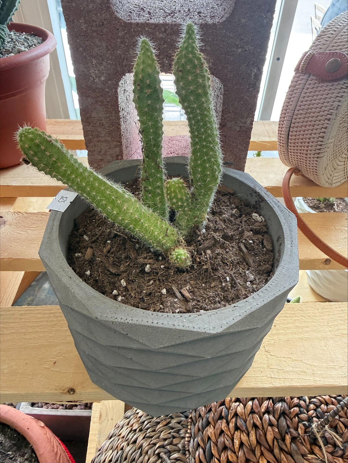 SUCCULENTS & CACTUS