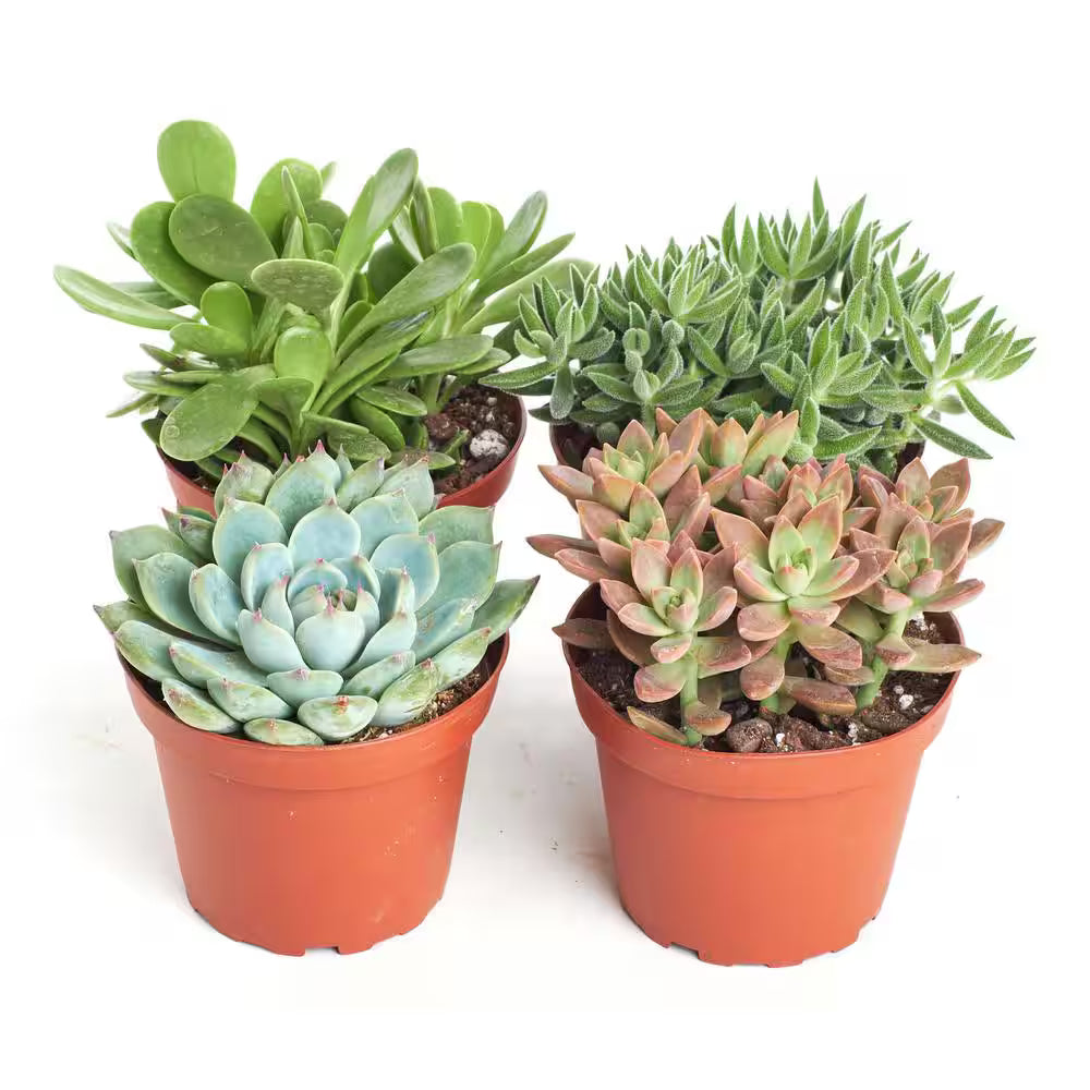 SUCCULENTS & CACTUS